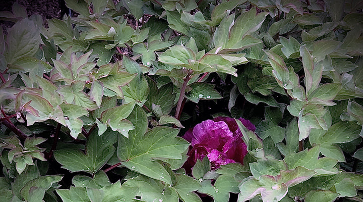 A dark pink peony surrounded by lush leaves from TONIC's gardens