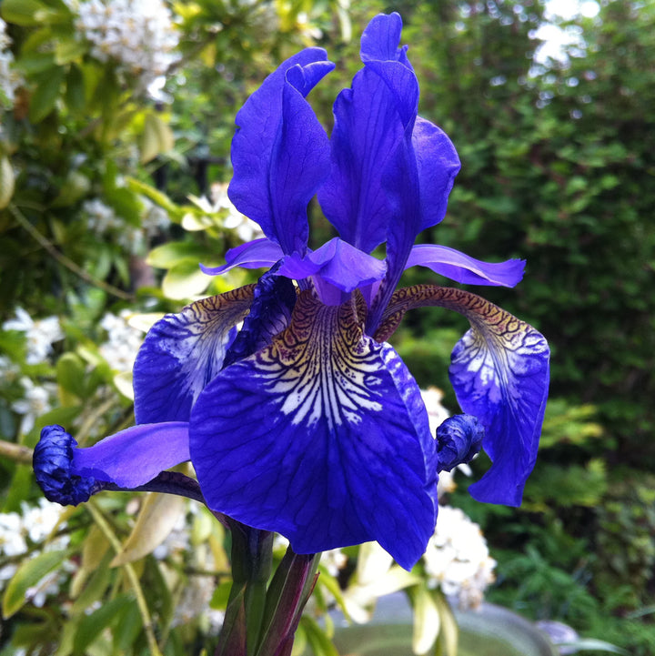 Iris Sibirica