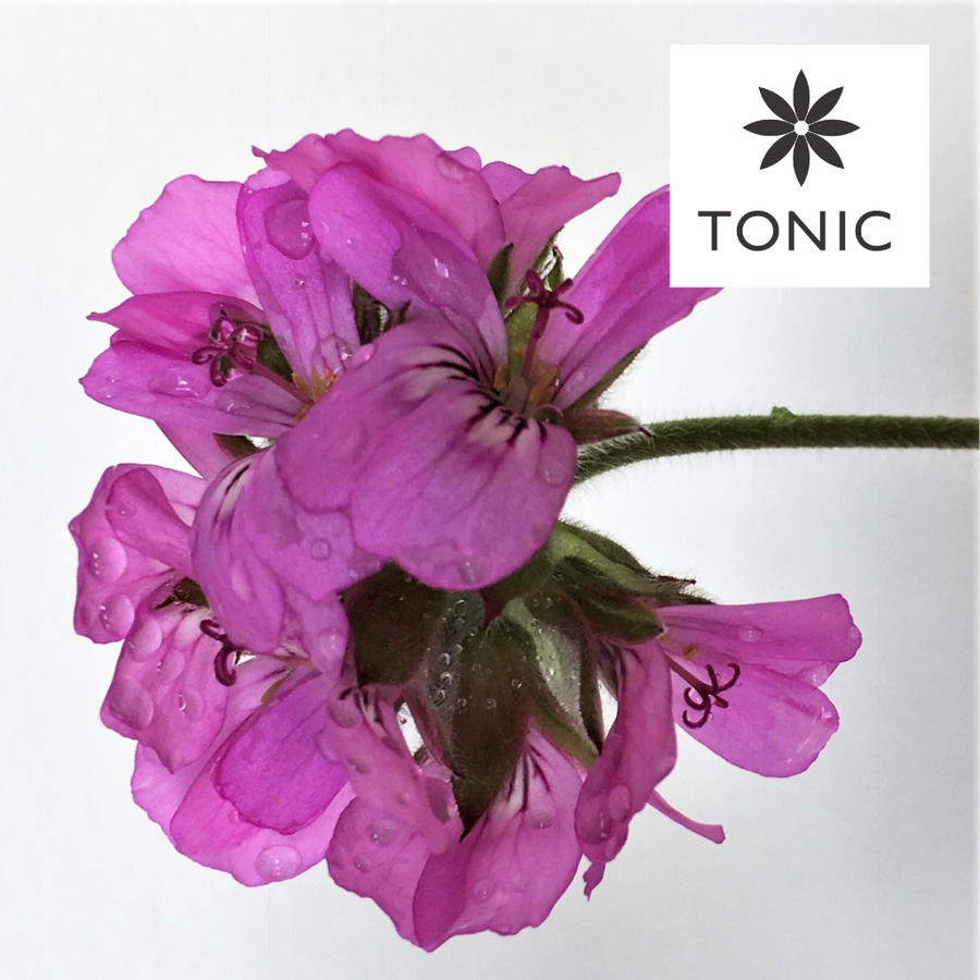 TONIC Gift Card