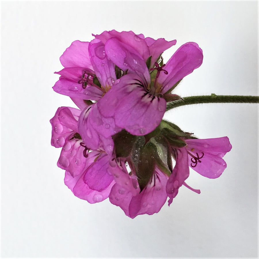 Rose Geranium Body Lotion